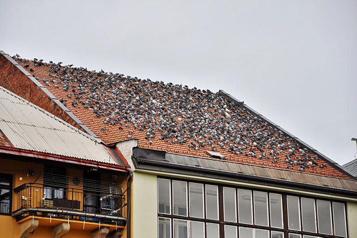 A2B Pest Control are able to install spikes to deter birds from roofs in Paddington. 