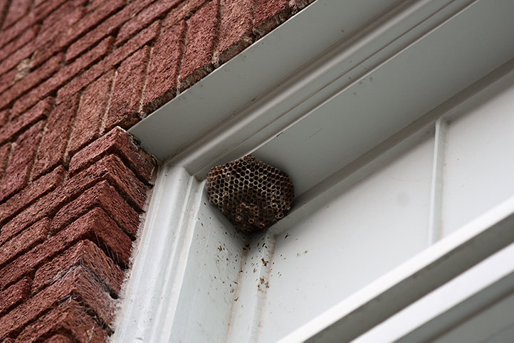 We provide a wasp nest removal service for domestic and commercial properties in Paddington.